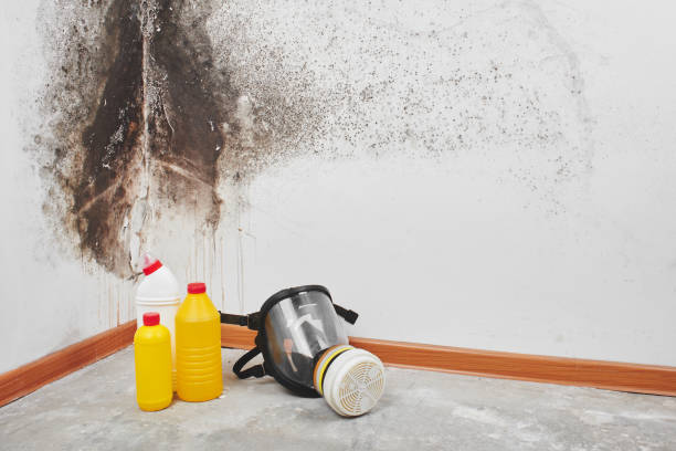 Best White Mold Remediation in Spencerport, NY