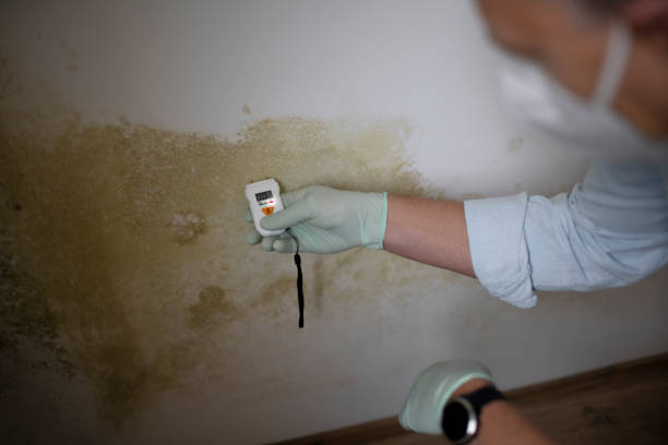 Best Industrial Mold Remediation in Spencerport, NY